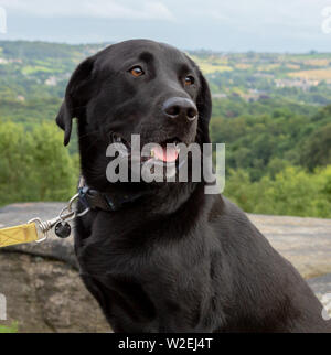 A black Labrador retriever close up. The image was take at Shipley Glen, Baildon, Yorkshire, England. Stock Photo