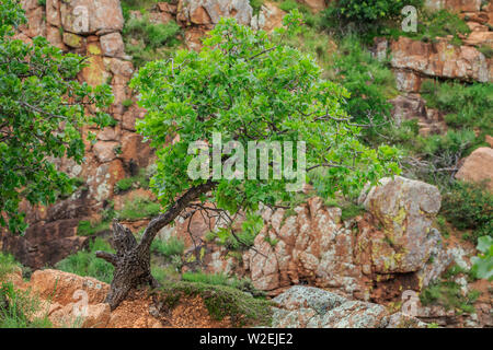 West Cache Creek and the 40 foot hole in the Wichita Mountains National Wildlife Refuge, Cache, OK Stock Photo