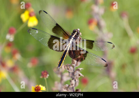 Female Widow Skimmer (Libellula luctuosa) in the Wichita Mountains. Stock Photo