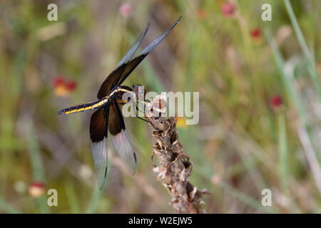 Female Widow Skimmer (Libellula luctuosa) in the Wichita Mountains. Stock Photo