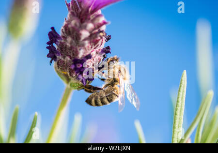 Bee pollinating a lavender flower with Grass and Blue background Stock Photo