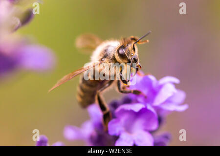 Pollination with bee and lavender during sunshine, sunny lavender Stock Photo