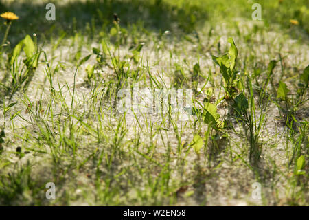 White fluff lies on the green grass. Concept poplar allergy. Fluffy tree seeds poplar. Reproduction of trees. Stock Photo