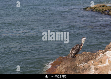 Pelican in the Paracas National Reserve Stock Photo