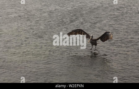 Pelican flying in the Paracas National Reserve Stock Photo