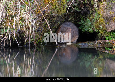 Water Vole (Arvicola amphibius) Stock Photo