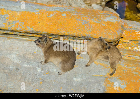 Two Cape hyraxes (Procavia capensis), also known as rock hyrax or rock badger, having incomplete thermoregulation warm up on the rock in the Tsitsikam Stock Photo