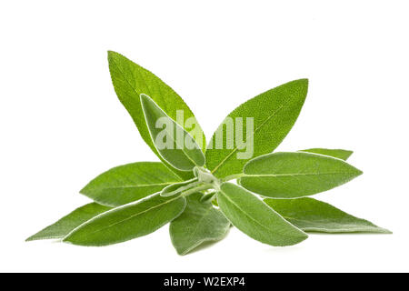 Fresh  sage sprig isolated on white background Stock Photo