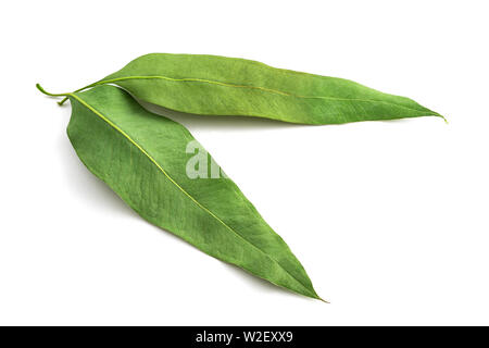Dried eucalyptus leaves isolated on white background Stock Photo