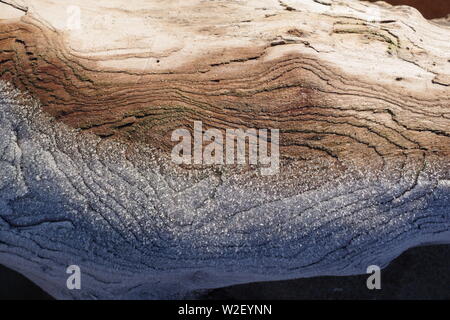 Frost on a Driftwood Tree Trunk. Aberdeen Beach, Scotland, UK. Stock Photo