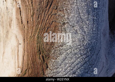Frost on a Driftwood Tree Trunk. Aberdeen Beach, Scotland, UK. Stock Photo