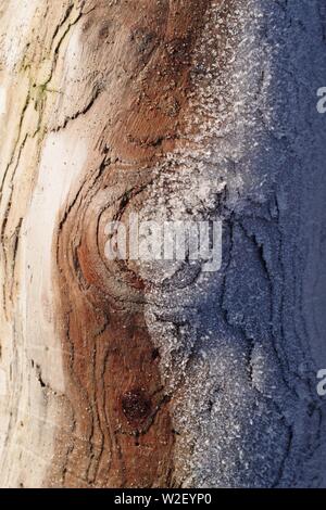Frost on a Driftwood Tree Trunk. Aberdeen Beach, Scotland, UK. Stock Photo