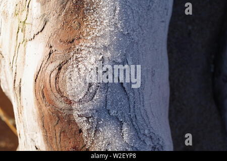 Frost on a Driftwood Tree Trunk. Aberdeen Beach, Scotland, UK. Stock Photo