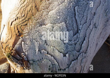 Frost on a Driftwood Tree Trunk. Aberdeen Beach, Scotland, UK. Stock Photo