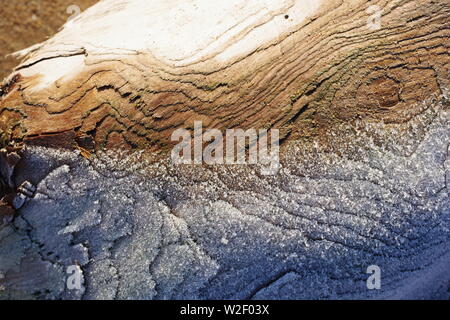 Frost on a Driftwood Tree Trunk. Aberdeen Beach, Scotland, UK. Stock Photo