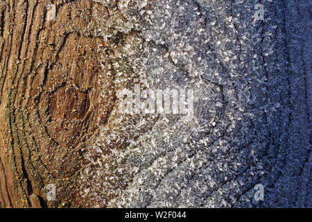 Frost on a Driftwood Tree Trunk. Aberdeen Beach, Scotland, UK. Stock Photo