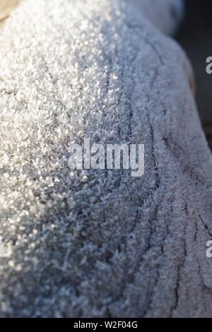 Frost on a Driftwood Tree Trunk. Aberdeen Beach, Scotland, UK. Stock Photo