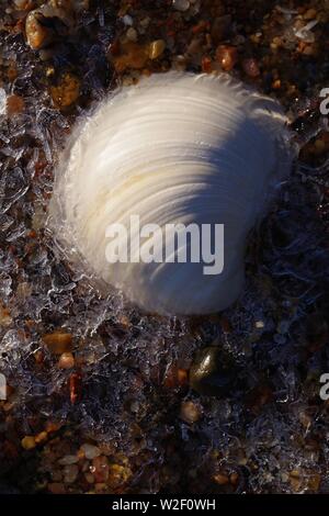 Smooth Artemis, White Bivalve Beach Shell on an Icy Sandy Shore ...