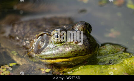 Up close of American Bullfrog (Lithobates catesbeianus) Colorado, USA Stock Photo