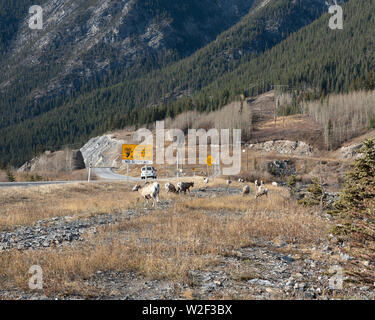 Bighorn Sheep on Highway 1a near Exshaw, Alberta, Canada Stock Photo
