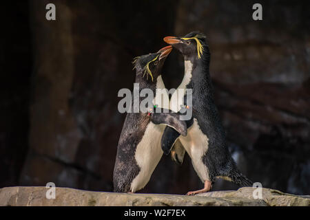 Orlando, Florida. June 17, 2019. Enamored penguins playing with their picks at Seaworld . Stock Photo