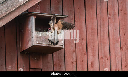 The male Kestrel (Falco tinnunculus) deliver a fresh vole to the five nestlings in the nest at the barn Stock Photo