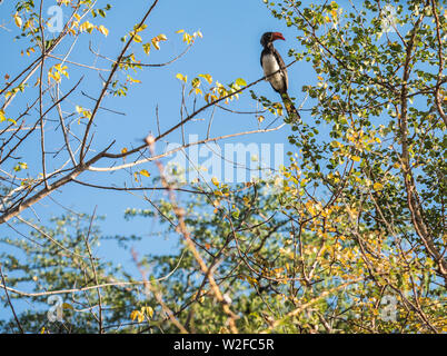 A Von Der Decken's hornbill resting on a branch against a beautiful blue sky. Stock Photo