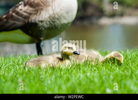 Cute young goslings sitting in grass near adult Canada Goose. Stock Photo
