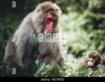 Baby macaque monkey and his caring mother in the nature on a summer day in the nature Stock Photo