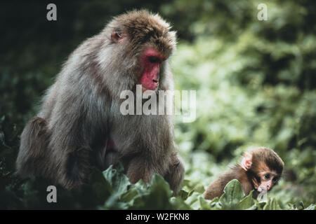 Baby macaque monkey and his caring mother in the nature on a summer day in the nature Stock Photo