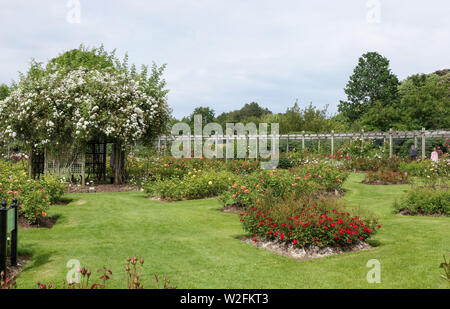 Rose garden in the international rose gardens at Sir Thomas and Lady Dixon Park, Belfast, with a pergola surrounded by roses. Stock Photo