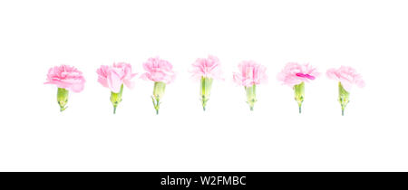 Pink carnations heads on white background.  Stock Photo