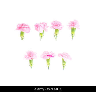 Pink carnations heads on white background.  Stock Photo
