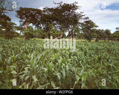 Green corn meadow on sunny day with tree background Stock Photo