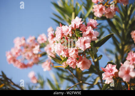 Beautiful Pink Oleander flowers (Oleander Nerium) and green leaves on a blue sky background. Stock Photo