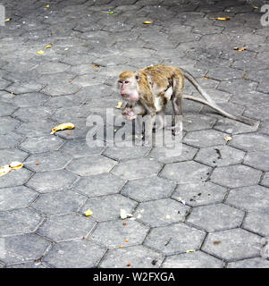 Mother and child macaque monkeys at Batu Caves, Kuala Lumpur Malaysia Stock Photo