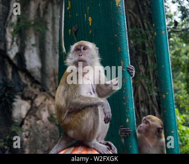 Mother and child macaque monkeys at Batu Caves, Kuala Lumpur Malaysia Stock Photo