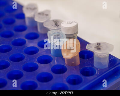 Microfuge tubes and tube of purple loading dye. Electrophoresis supplies. Stock Photo