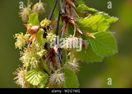 Common beech (Fagus sylvatica), branch with male and female flowers and fresh leaves in spring, North Rhine-Westphalia, Germany Stock Photo