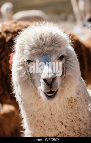 Close-up portrait of head and neck of a white Peruvian alpaca (Vicugna pacos) "smiling" and facing the camera, Peruvian Altiplano, Andean plateau Peru Stock Photo