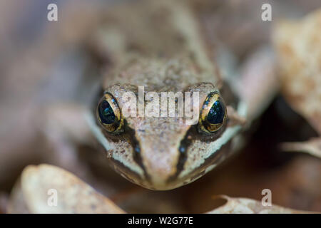 Closeup of a Wood Frog in Northern Wisconsin Stock Photo