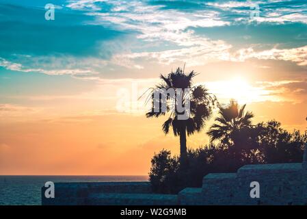 Palm trees under the rays of the colorful sunset. Stock Photo