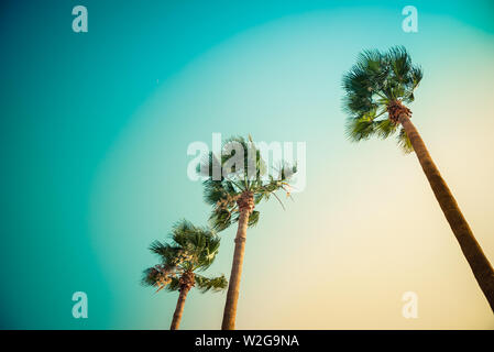 Palm trees under the rays of the colorful sunset. Stock Photo