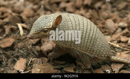 side view of a screaming hairy armadillo Stock Photo