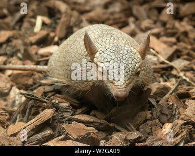 front on shot of a screaming hairy armadillo Stock Photo