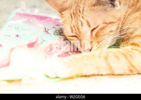 orange tabby cat male kitten curled up sleeping Stock Photo