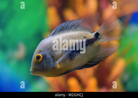 Uaru amphiacanthoide  black-spotted fish swims in a transparent aquarium with a beautiful bright design Stock Photo