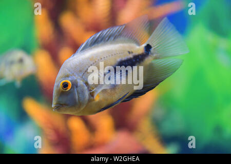 Uaru amphiacanthoide  black-spotted fish swims in a transparent aquarium with a beautiful bright design Stock Photo