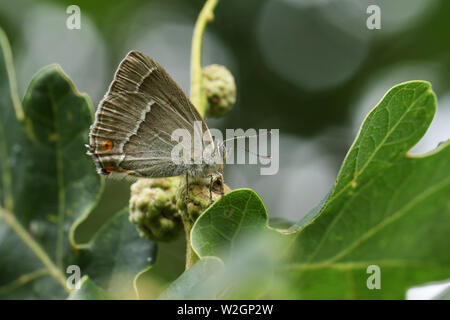 A beautiful Purple Hairstreak Butterfly, Favonius quercus, perched on an Acorn and feeding on the honeydew. Stock Photo
