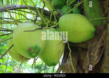 Bunch of Vibrant Green Young Coconut Fruits on the Tree Stock Photo